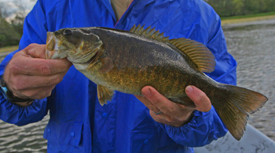 holstonsmallmouth Harry Macintosh caught this nice smallmouth on the Holston when he traded the fly rod for a spinning outfit during some howling wind.