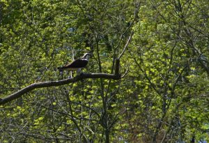 ospreyperched1 ospreyperched1