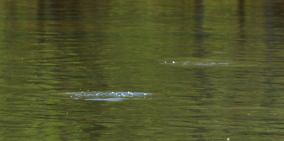 risers A welcome sight: Rising trout