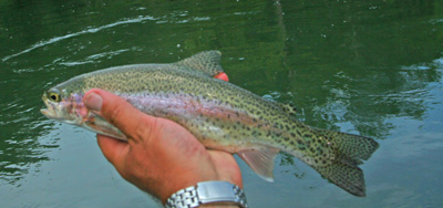 Clinch River rainbow trout This rainbow was caught on a dry fly during an excellent Sulphur hatch on the Clinch