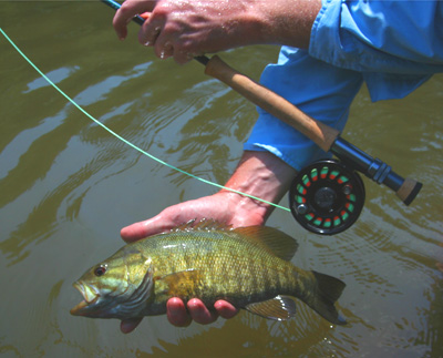 Pigeon River Smallmouth Bass Another nice smallie caught on the fly on the Pigeon River