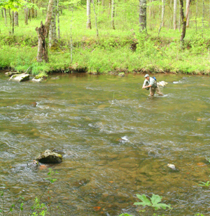 andyhazelcreekfishing Hazel Creek is a large stream in the backcountry of the Smokies