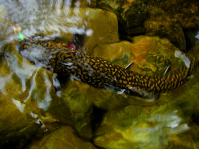Mary Sanders Water on Brook Trout In The Water