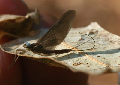 darkmayfly Perhaps Charity's best mayfly photo yet