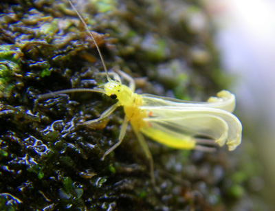hatching yellow sally A Little Yellow Stonefly, a.k.a. Yellow Sally, unfurls its wings on a midstream boulder