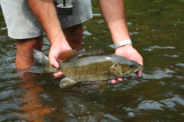This Pigeon River smallmouth ate a popper and put up a spectacular fight.