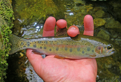 wild rainbow Colorful wild rainbow trout caught in the Smoky Mountain back country