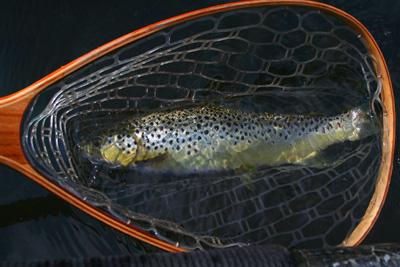 This 19" brown ate a midge pupa on the Holston