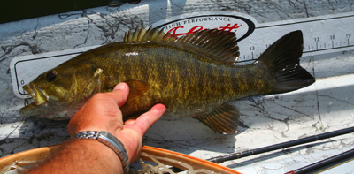 17" Smallmouth bass Chunky smallmouth bass with take poppers are small streamers in a variety of East Tennessee rivers and streams