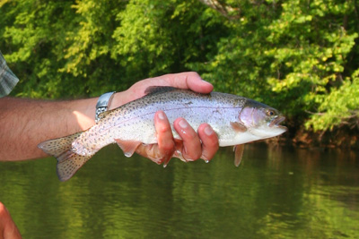 This is typical of the fish we were catching