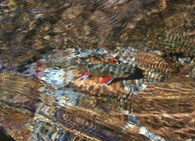 One of our favorite things: Colorful specks in the Smokies