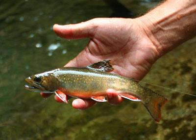 Smoky Mountain brook trout Lynn Camp Prong should have plenty of nice brook trout like this one in a few short years