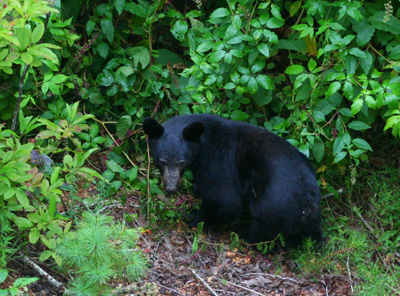 bearandberries8-8-09 A black bear returns to the berry patch near our house