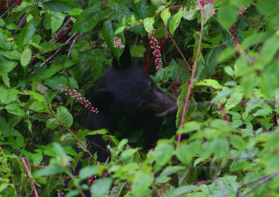 bearandpolkberries The bear is usually stays hidden in the brush. A long lens and a fast shutter speed allowed me to get this image.