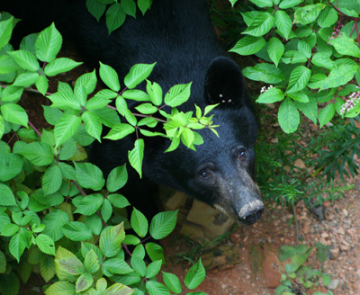 Black bear We had an unexpected dinner guest last night