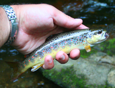 This is typical of the brown trout we landed. This one was in the campground.