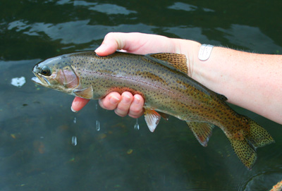 Holston River rainbow trout This fish rose nicely to a dry fly