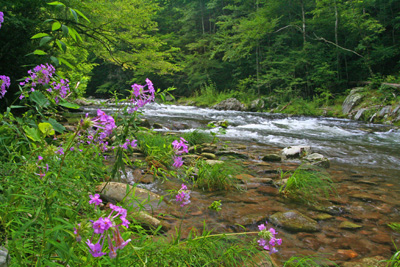 littleriver8-5-09 Great water levels are keeping the water cool and the trout happy
