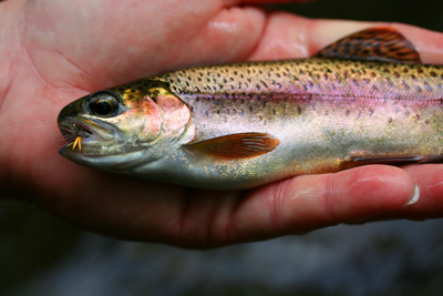 Rainbow trout with Blue Wing Olive parachute Most of the fish we caught were rainbows about this big