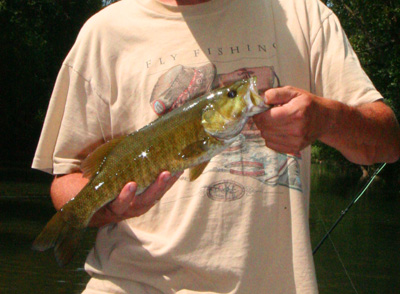 Little River smallmouth bass Oh yeah, the smallmouth were fun too!