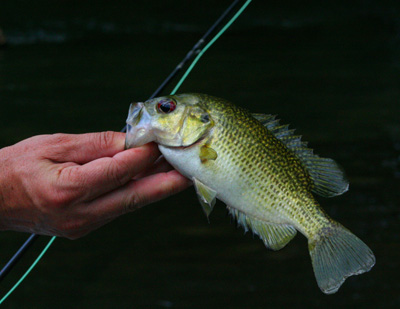 red eye bass A highly underestimated quarry for the fly rod, the red eye or rock bass