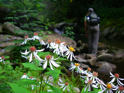 wild flowers on the stream, Great Smoky Mountains Right now it's just you, the fish, and plenty of wildflowers on the stream