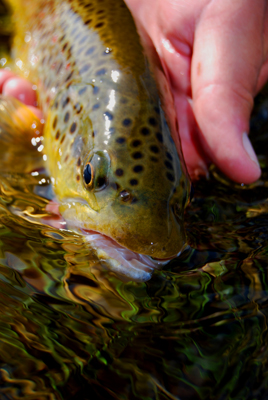 Brown Trout closeup A Gibbon River brown trout