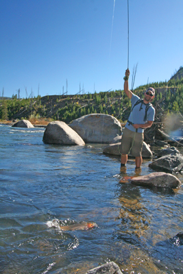 Craig plays Cutthroat Trout A typical cutthroat trout from the Yellowstone River