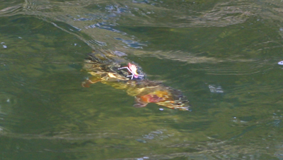 Cutthroat refusal One of the few times a cutthroat refused Craig's #8 Pink Foam Hopper