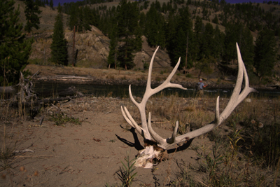 Elk Skull An elk skull along the banks of the Yellowstone River