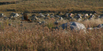 Harrier scans the Lamar Valley A Northern Harrier scans the Lamar Valley for prey