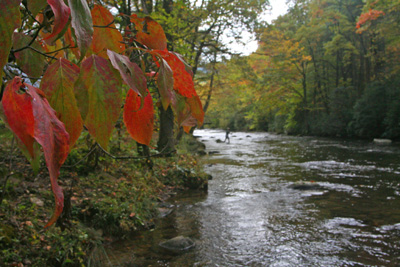 Fall colors are at their peak along the higher ridges and will only get brighter over the next week along the trout streams