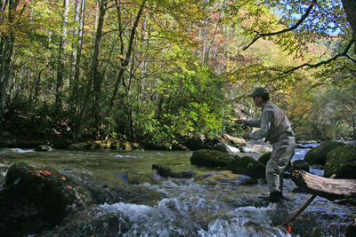 John Coley fishing Little River Fall is definitely one of the best times to fly fish in the Smoky Mountains