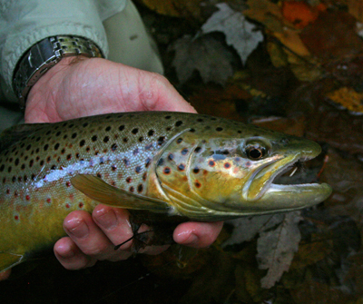 John Coley's brown trout up close Notice the Parachute Adams in the top lip