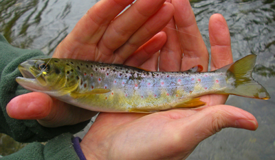 Julie Tallman catches her first brown trout in a while