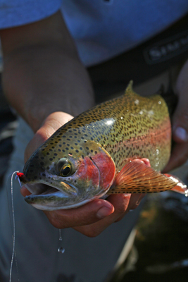 Madison River rainbow Craig lands a nice Madison River rainbow trout