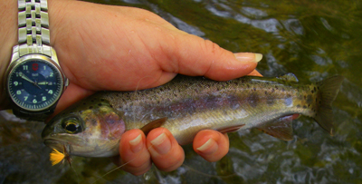 It looks like the fish rise pretty well around 3:00 in the afternoon