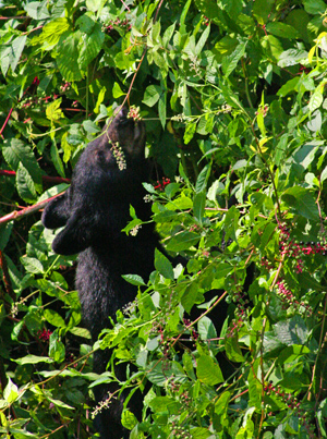Black Bear Eating Poke Berries