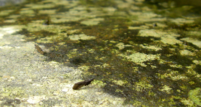 Winter Dun Caddis Little Dun Caddis are starting to hatch, but keep an eye out for #18-20 BWO's too