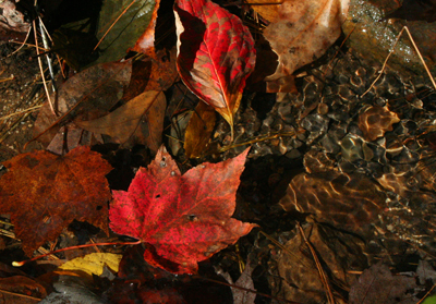 autumn leaves autumn leaves