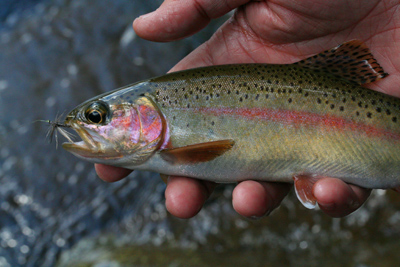 Spring rainbow trout during the Quill Gordon hatch, Great Smoky Mountains National park