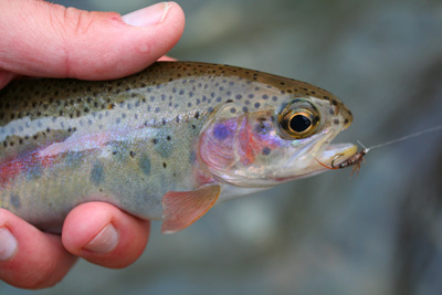 Notice the nymph on the trout's jaw is pretty raggedy