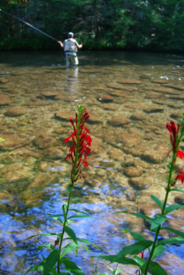 Casting terrestrials on Little River mid-summer, Great Smoky Mountains National Park