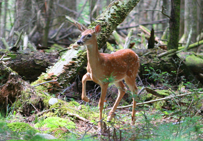 A curious deer fawn edges closer to investigate fly fishers on Abrams Creek, Great Smoky Mountains