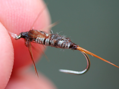 The Brett Favre of trout flies; It keeps producing when most would have retired.