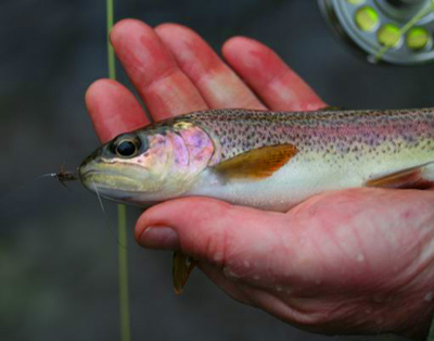 Rainbow W/ Pat Nymph One of the many rainbow trout Tim Wilson caught in the Smokies