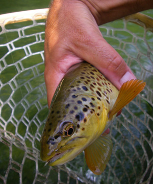 Nice brown trout during the Sulphur hatch on the Clinch River, TN