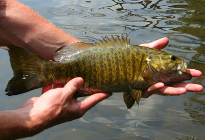 Tiger Stripes on Smallmouth bass This tiger striped smallmouth bass inhaled a brown and orange Clouser Minnow on Tennessee's Pigeon River