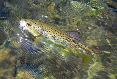 This brown trout was rising to Quill Gordons on Little River