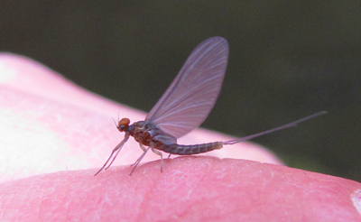 A Blue Wing Olive